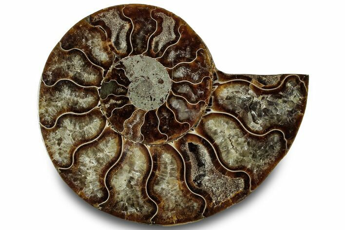 Cut & Polished Ammonite Fossil (Half) - Madagascar #323297
